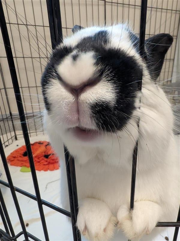 SIR DUKE - American available for adoption