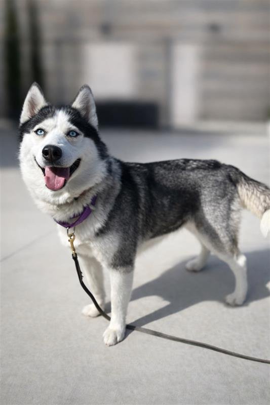 MOLLY - Siberian Husky available for adoption