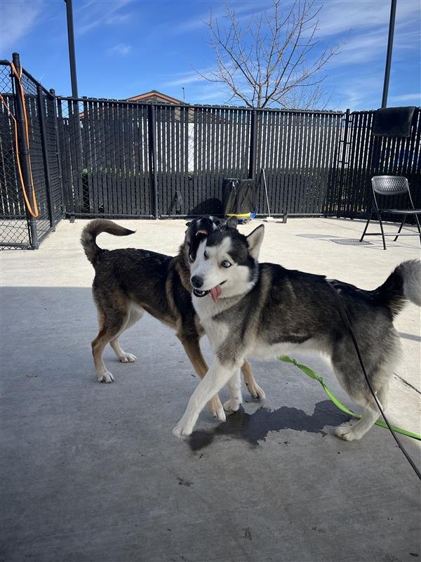 MOLLY - Siberian Husky available for adoption