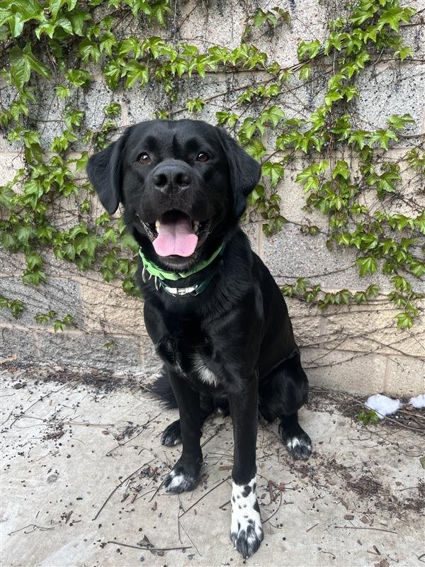 KEVIN - Labrador Retriever / Great Pyrenees available for adoption
