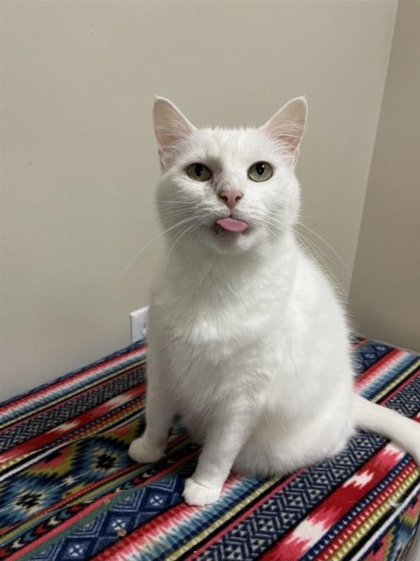 KIDDER - Domestic Medium Hair available for adoption