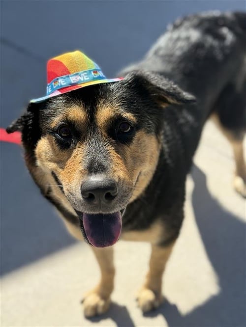 MOANA - Rottweiler for adoption in Elk Grove