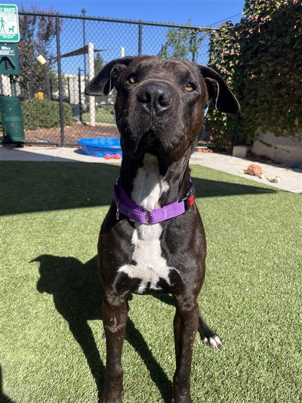 MATEO - Pit Bull Terrier available for adoption