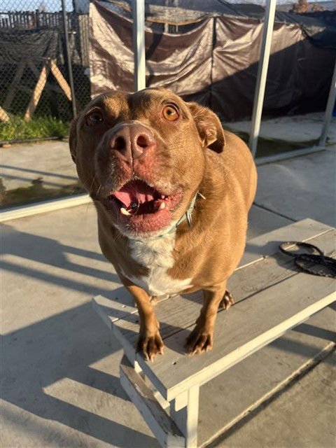 KIRBY - Labrador Retriever available for adoption