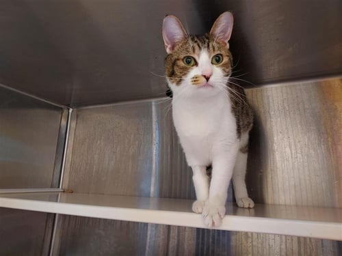 EFFERVESCENT - Domestic Short Hair for adoption in Elk Grove