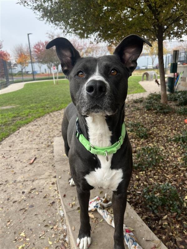 GARDEVOIR - Pit Bull Terrier available for adoption