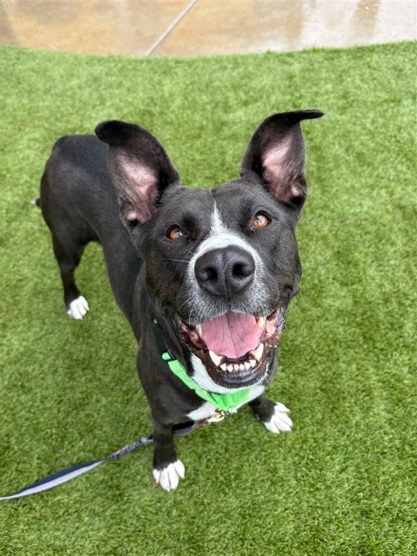 GARDEVOIR - Pit Bull Terrier available for adoption