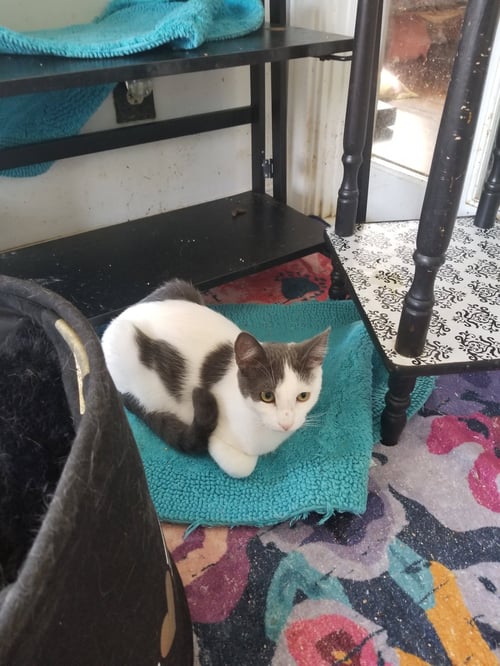 DIESAL - Domestic Short Hair available for adoption