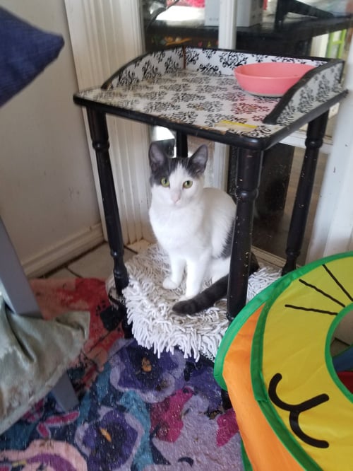 DIESAL - Domestic Short Hair available for adoption