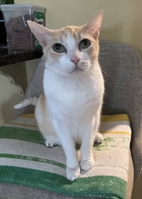 Declawed Senior Loverboy - Photo 1
