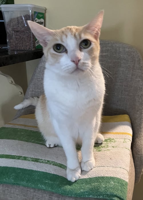 DECLAWED SENIOR LOVERBOY - Tabby available for adoption