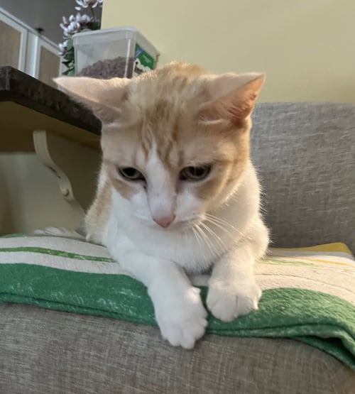 DECLAWED SENIOR LOVERBOY - Tabby available for adoption