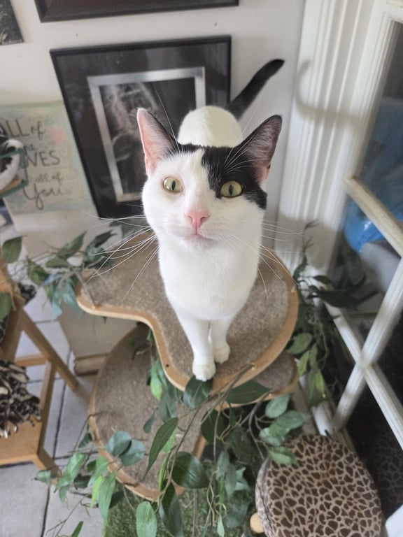 Darla Image