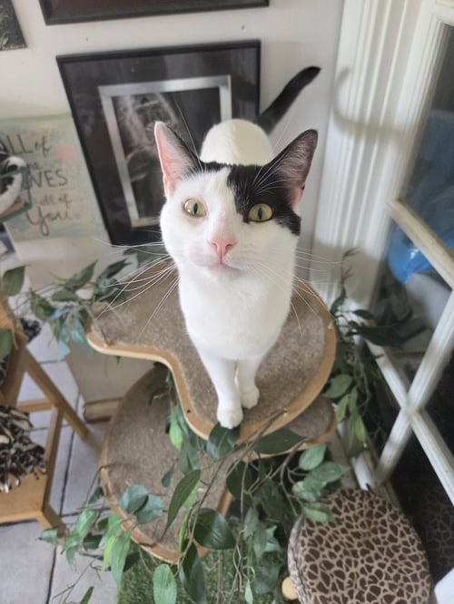 DARLA - Turkish Van / Turkish Angora available for adoption