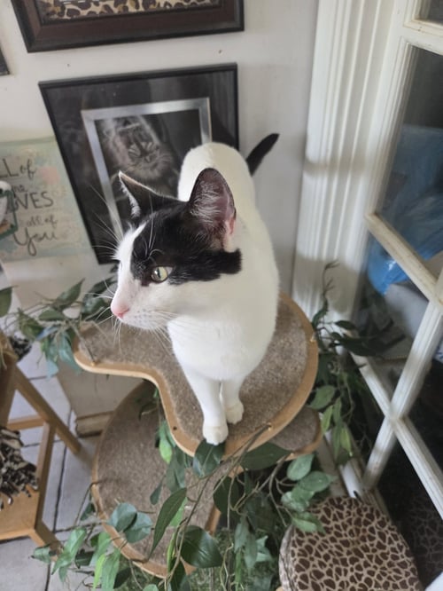 DARLA - Turkish Van / Turkish Angora available for adoption