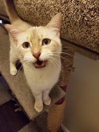 Josie is your pussy cat! - Photo 1