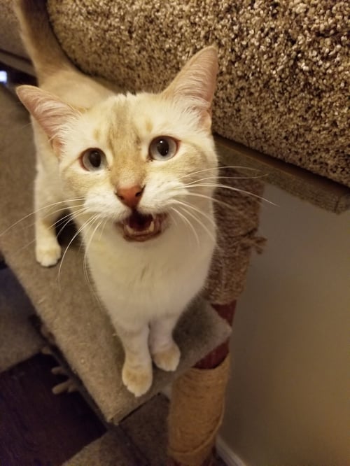 JOSIE IS YOUR PUSSY CAT! - Calico / Tabby available for adoption