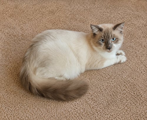 AMADEUS - Ragdoll available for adoption
