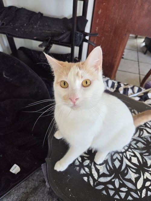 FIONA AKA SILLY GOOSE - Turkish Van available for adoption