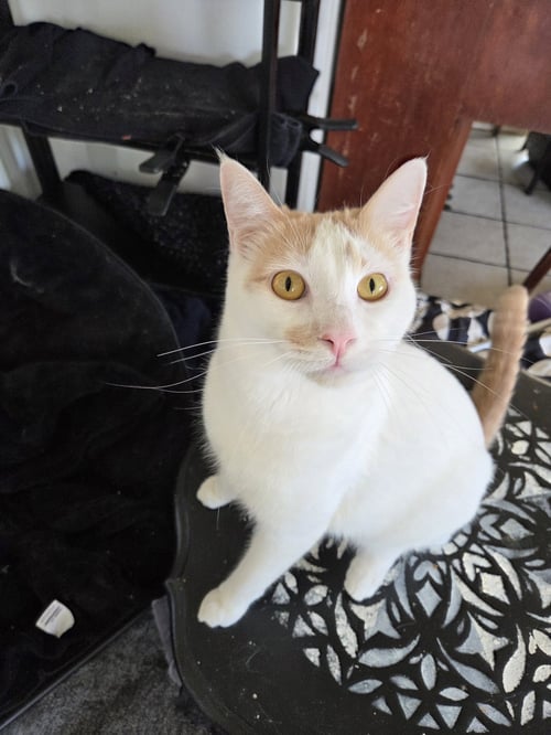 FIONA AKA SILLY GOOSE - Turkish Van available for adoption