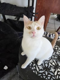 Fiona AKA Silly Goose - Photo 3