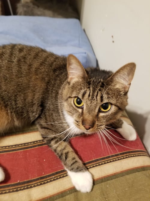 STEVIE - Tabby / Bengal available for adoption