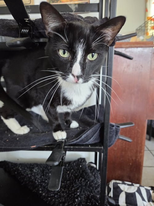 PRINCE - Tuxedo available for adoption