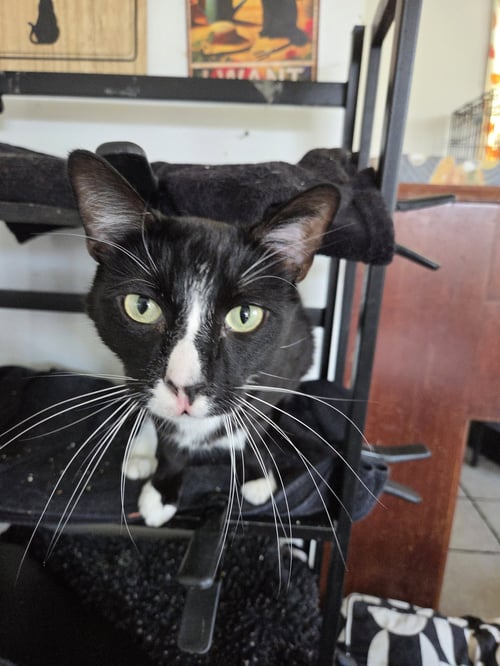 PRINCE - Tuxedo available for adoption