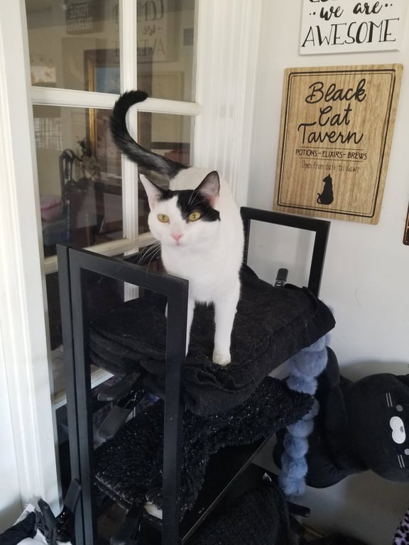 Darla Image