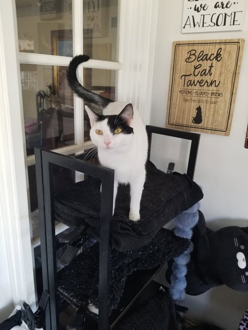 DARLA - Turkish Van / Turkish Angora available for adoption