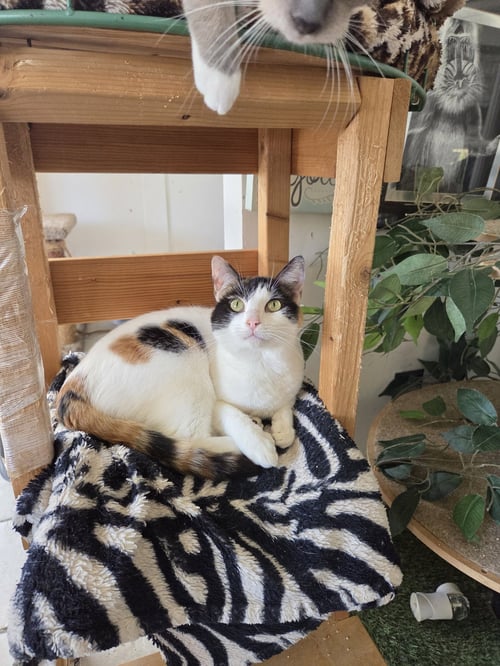 PRECIOUS - Calico / Turkish Van available for adoption