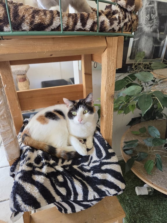 Precious Image