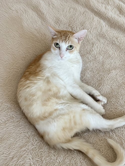 A SENIOR COMPANION - Tabby available for adoption
