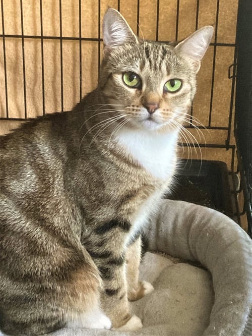 ROSE - Tabby available for adoption