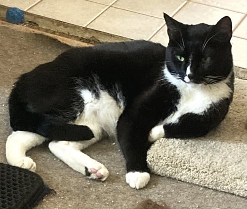 BLAZE - Tuxedo available for adoption