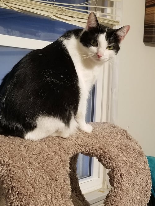 SUPER STEPHANIE! - Domestic Short Hair available for adoption