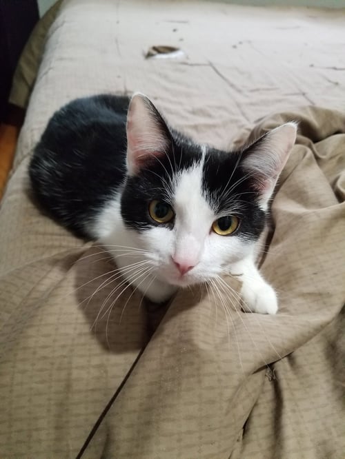 SUPER STEPHANIE! - Domestic Short Hair available for adoption