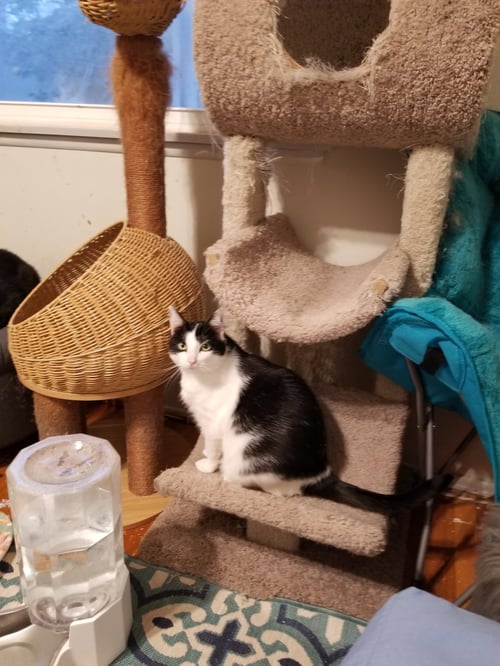 SUPER SWEET STEPHANIE - Domestic Short Hair available for adoption