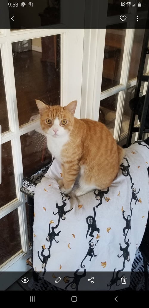KEVIN - Tabby available for adoption