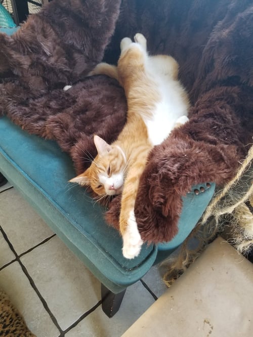 KEVIN - Tabby available for adoption