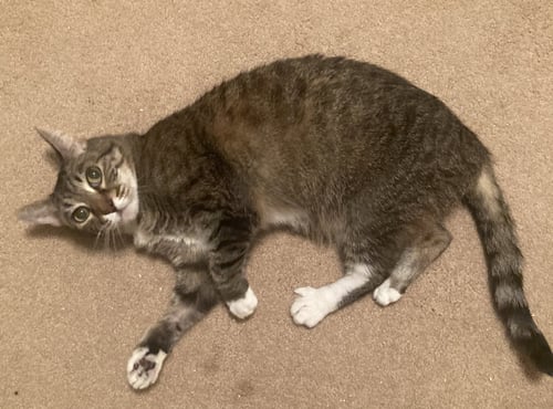 DIXIE A SENIOR - Tabby available for adoption