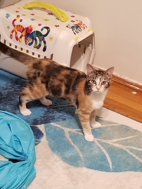 JOSIE A CALICO - Calico available for adoption