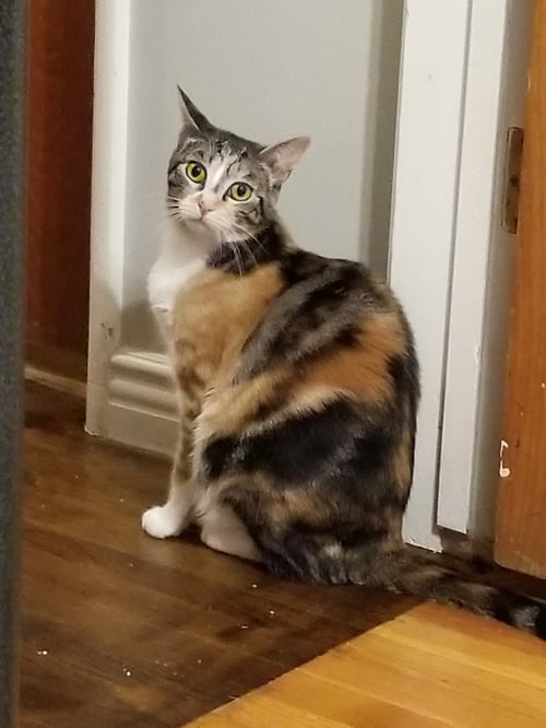 JOSIE A CALICO - Calico available for adoption