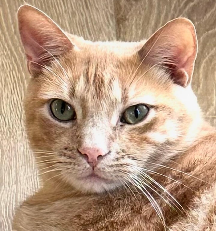 So So Cute Cooper Image