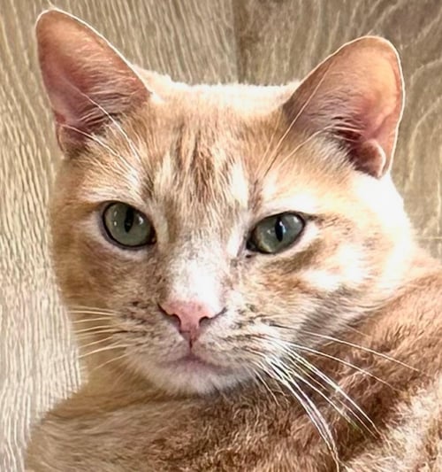 SO SO CUTE COOPER - Tabby available for adoption