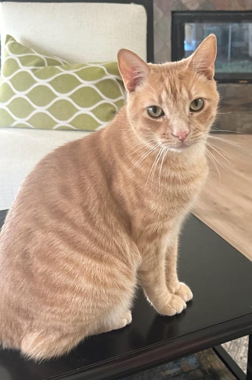 SO SO CUTE COOPER - Tabby available for adoption