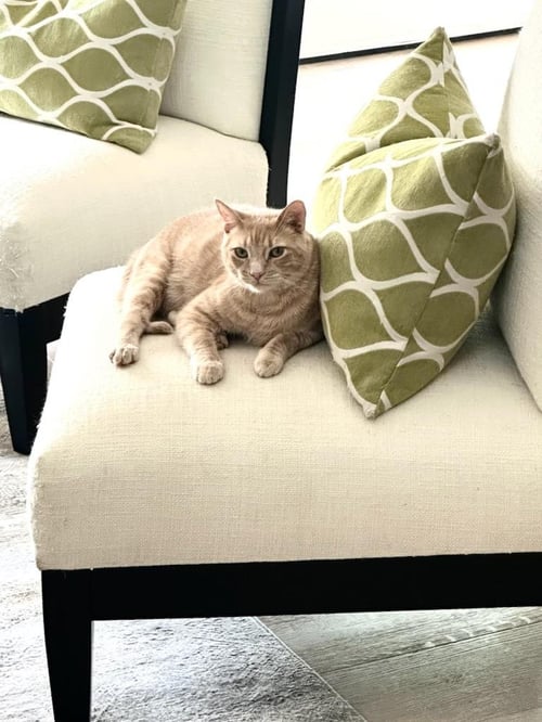 COOPER - Tabby available for adoption