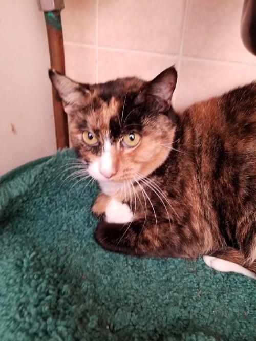 ISABELLA - Snowshoe available for adoption