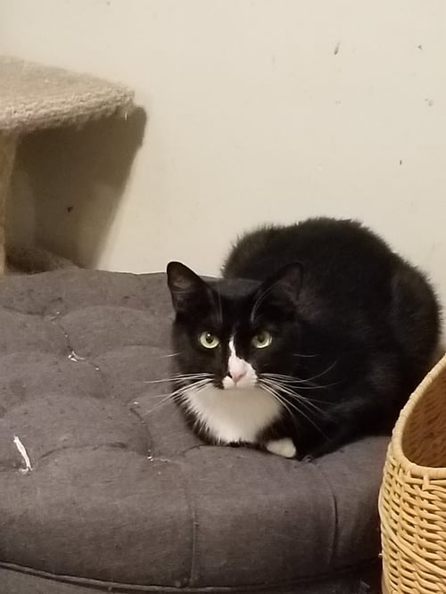 SUPER STACY! - Tuxedo available for adoption