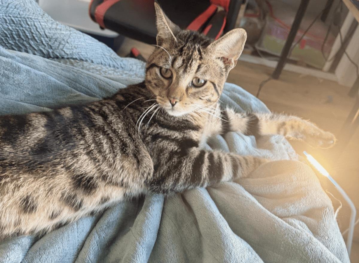 CELVIN - Domestic Short Hair available for adoption